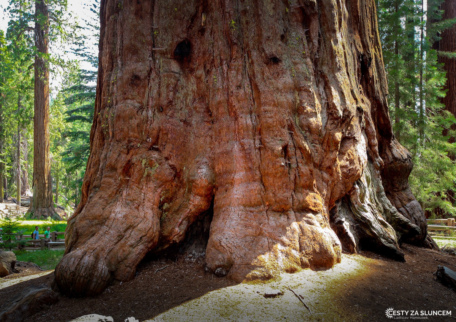 Až při srovnání s lidskou postavou si uvědomíme velikost sekvoje General Sherman Tree. - Ladislav Hanousek, Sequoia and Kings Canyon NP