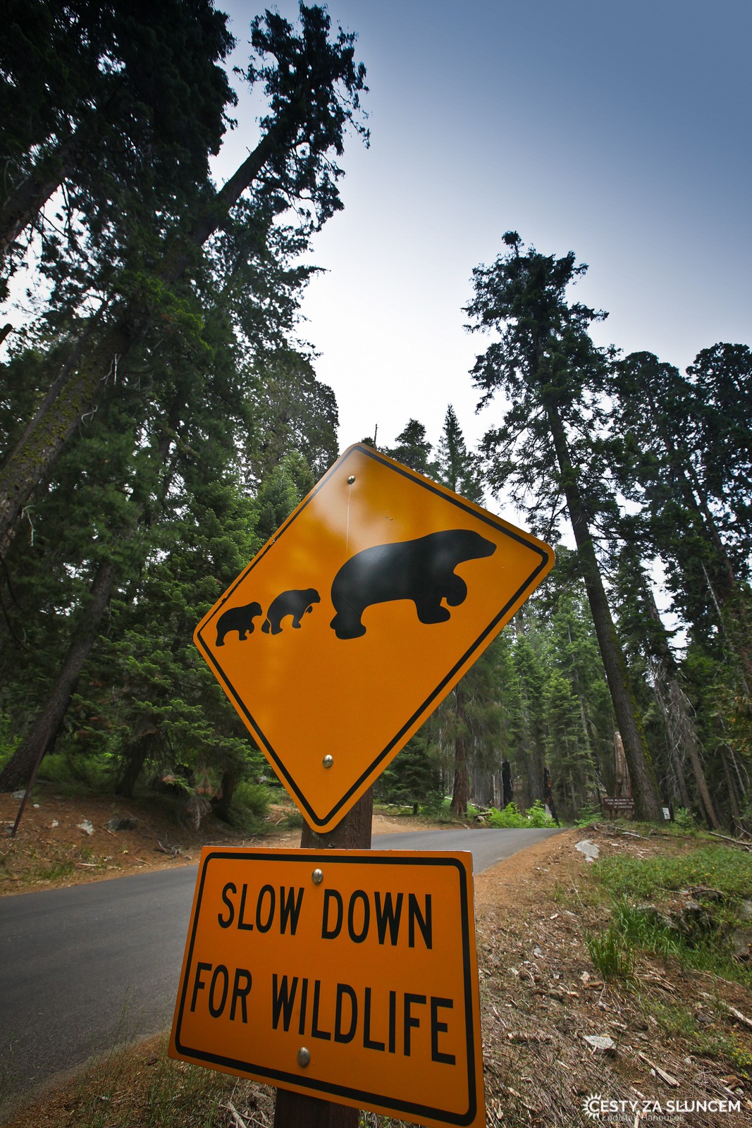 V národním parku Sequoia žijí i medvědi. Častěji je však vidíme na dopravních značkách. - Ladislav Hanousek, Sequoia and Kings Canyon NP