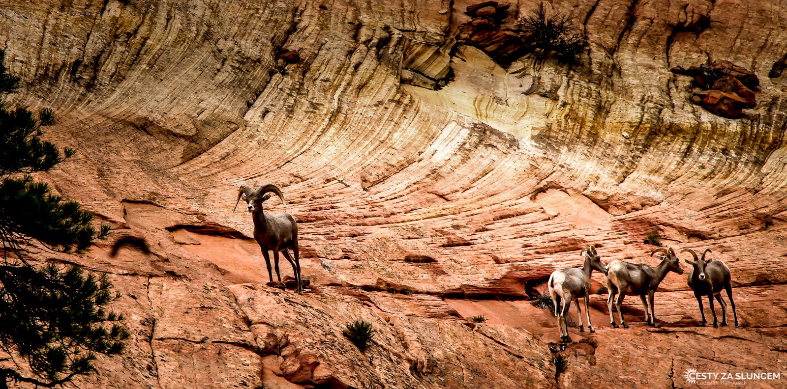 Ovce tlustorohé ve skalách NP Zion - Ladislav Hanousek, Zion NP