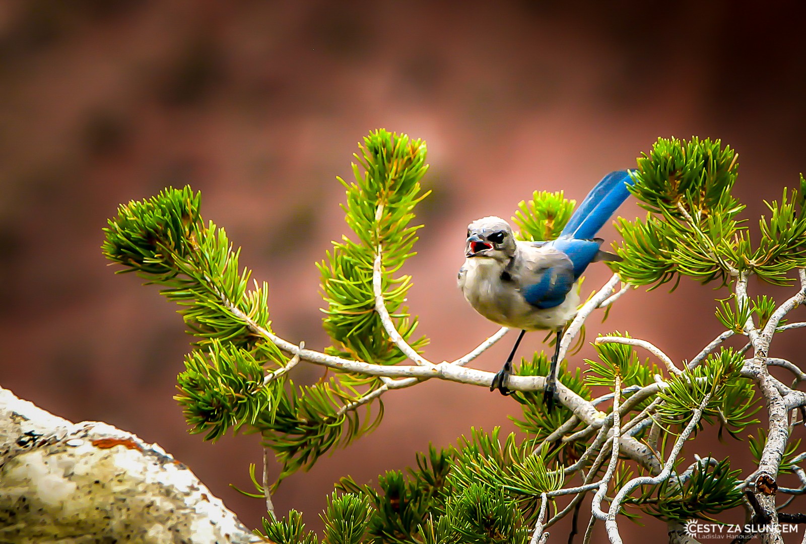 Když máme na hraně kaňonu štěstí, můžeme zahlédnout i mladou sojku - Ladislav Hanousek, Grand Canyon NP - South Rim