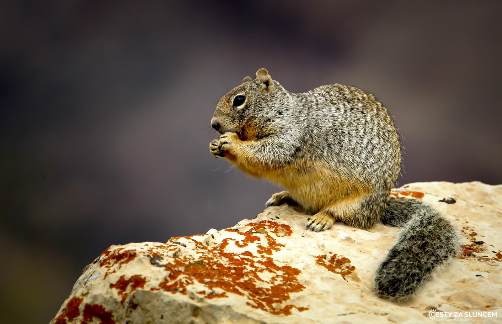 Veverky z jižní strany Grand Canyon mají ocas tmavý s bílou spodní částí, ze severní strany mají ocas celý bílý - Ladislav Hanousek, Grand Canyon NP - South Rim