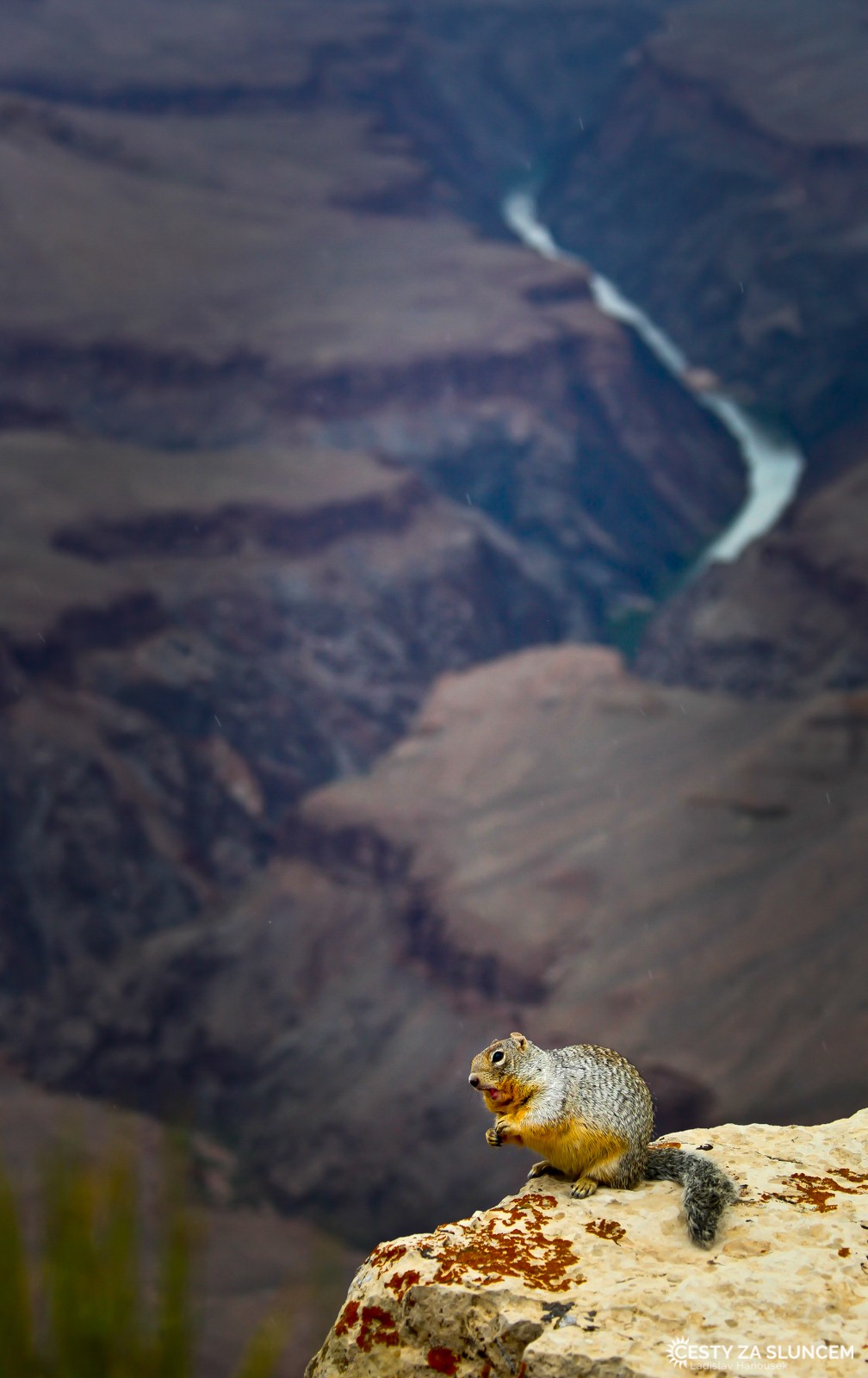 Veverka kaibabská si pochutnává na semenech květů nad řekou Colorado - Ladislav Hanousek, Grand Canyon NP - South Rim