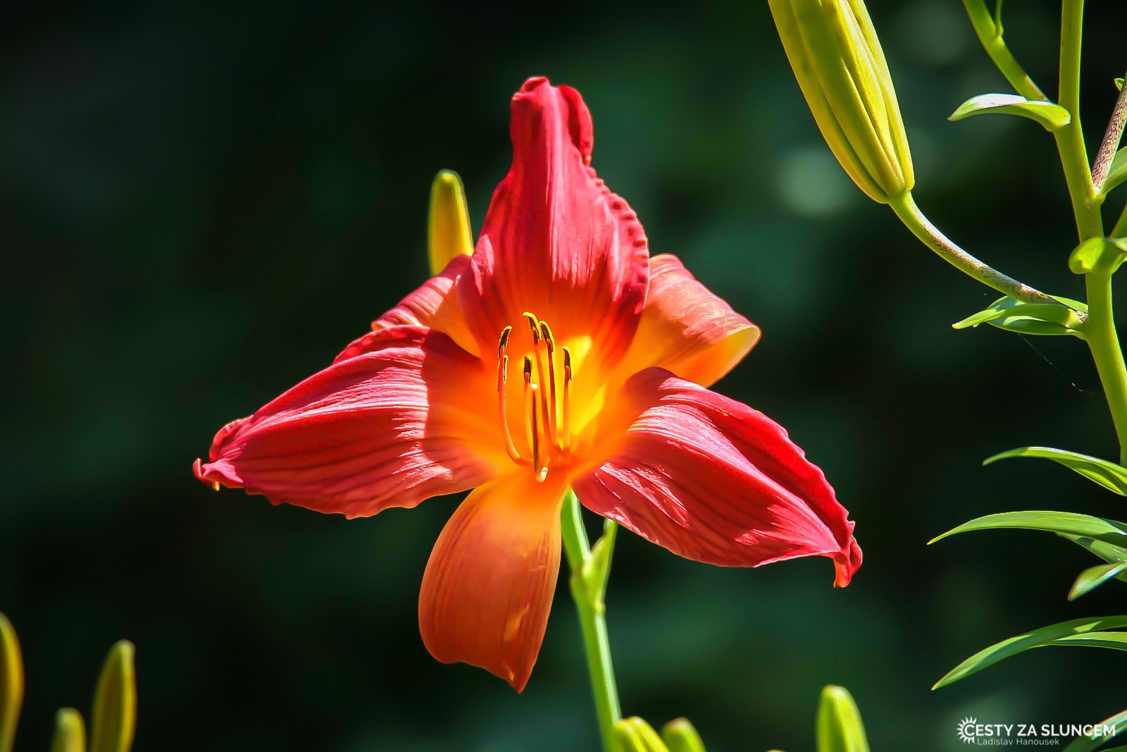 Florida je státem květin. Má to nakonec i v názvu. - Ladislav Hanousek, Florida