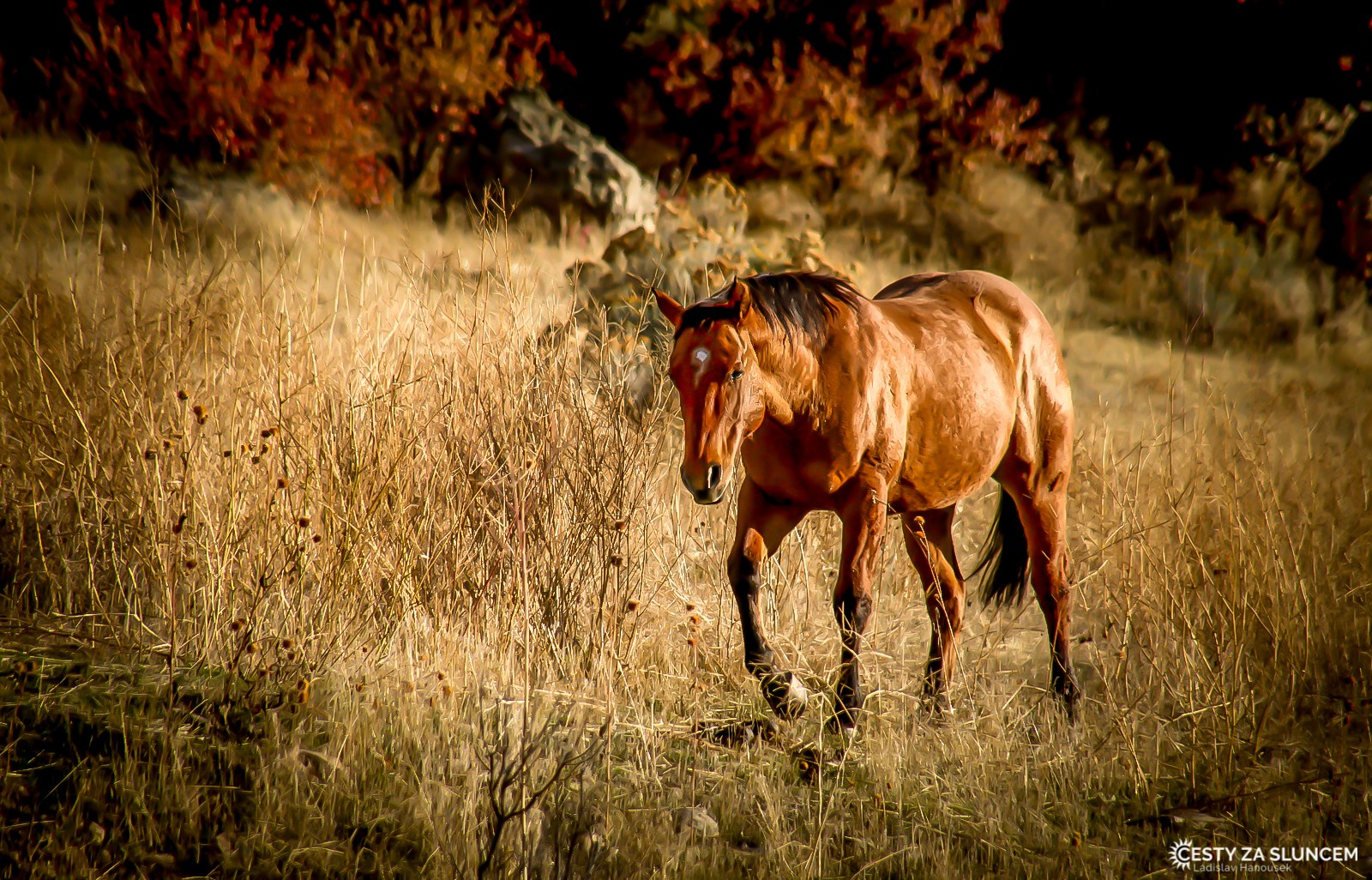 Divocí koně ve Skalistých horách. - Ladislav Hanousek, Ostatní z Utahu