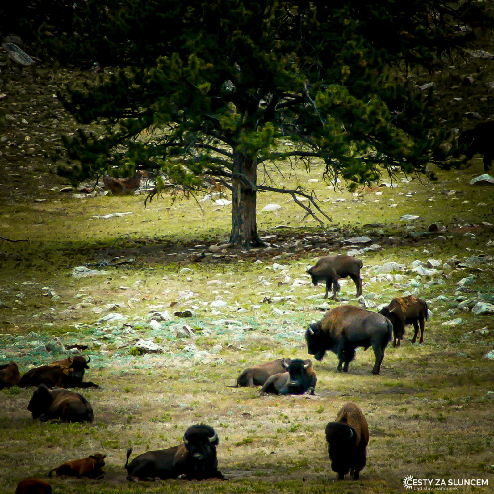 Bizoni žijí v Yellowstonském NP nepřerušeně od prehistorických časů. Dnes jich zde lze napočítat na tři a půl tisíce - Ladislav Hanousek, Yellowstone NP