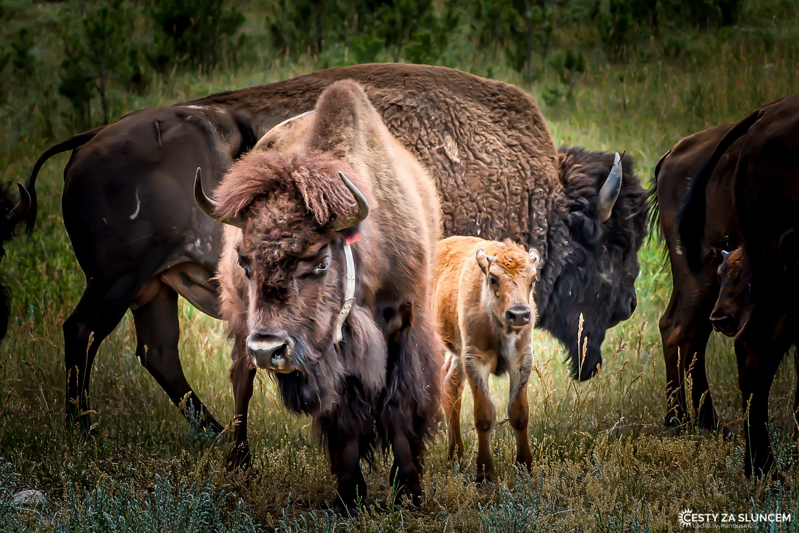 Bizoni mají špatný zrak, ale výborný čich. V zimě dokáží ucítit trávu i pod třiceticentimetrovou vrstvou sněhu - Ladislav Hanousek, Yellowstone NP
