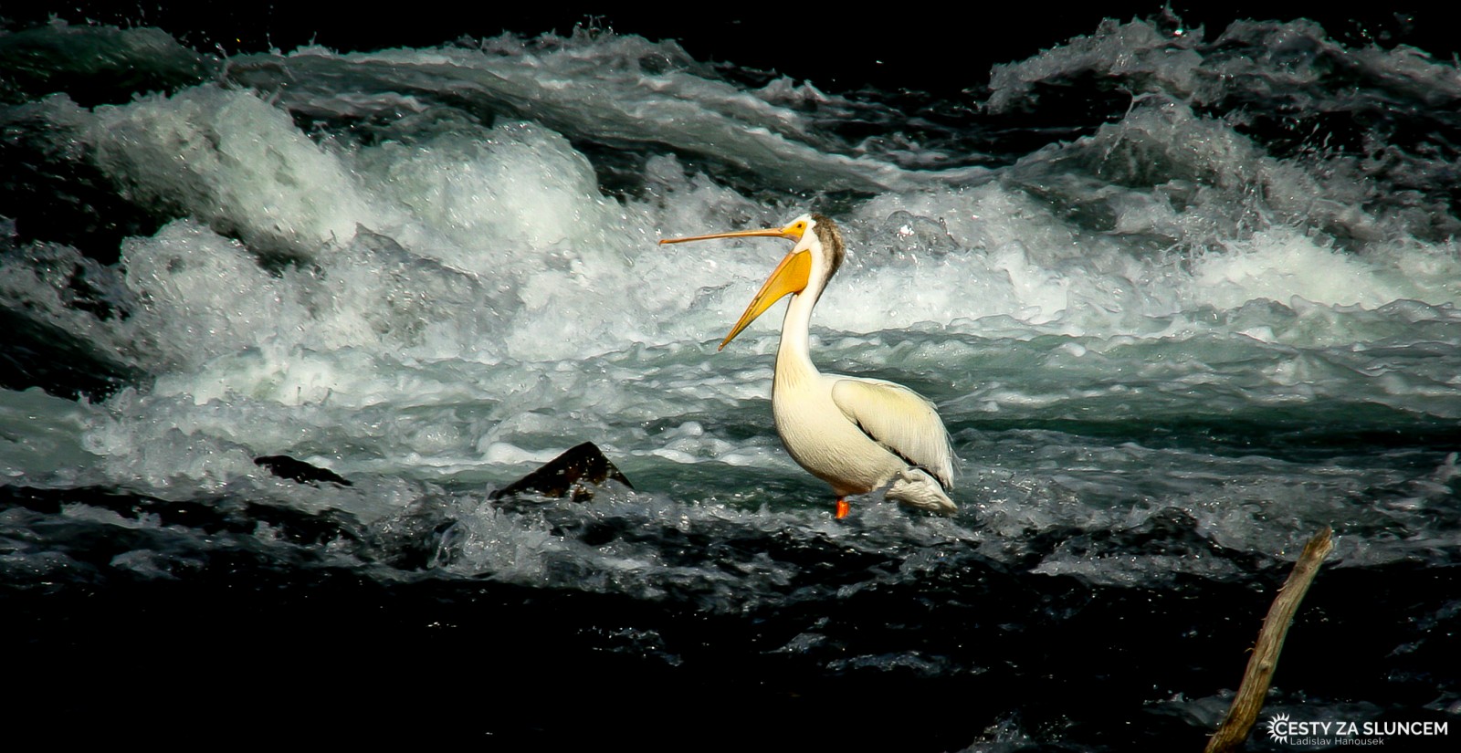 Z východu vtéká do Yellowstonského jezera potok Pelican Creek nazvaný podle kolonií pelikánů, kteří zde žijí - Ladislav Hanousek, Yellowstone NP