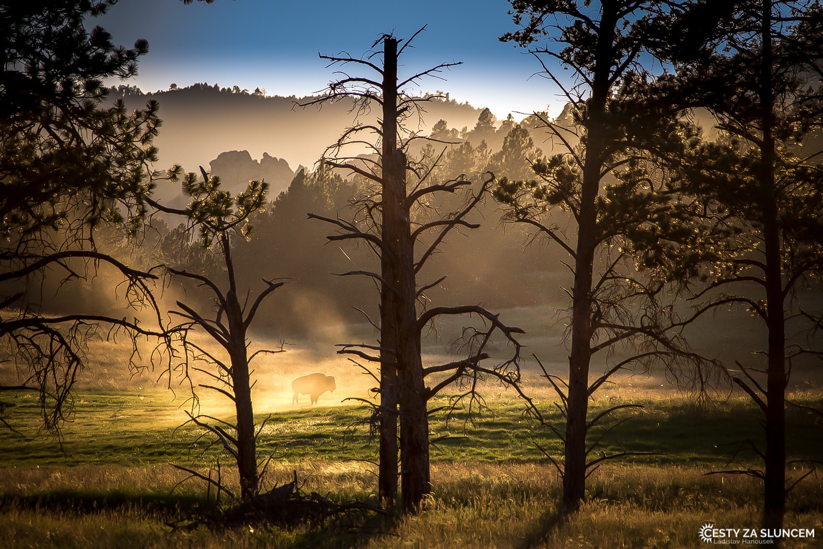 Bizon je mohutné zvíře a když se rozzlobí, dupe a víří prach v širokém okolí - Ladislav Hanousek, Custer NP