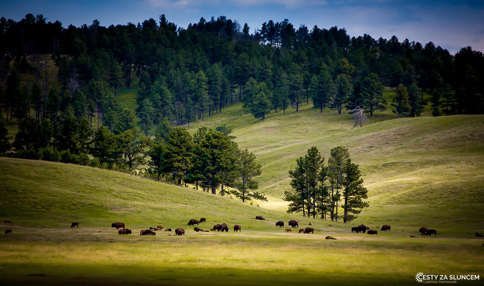 V NP Custer je méně psounů prériových, mnohem více je tu však bizonů - Ladislav Hanousek, Custer NP