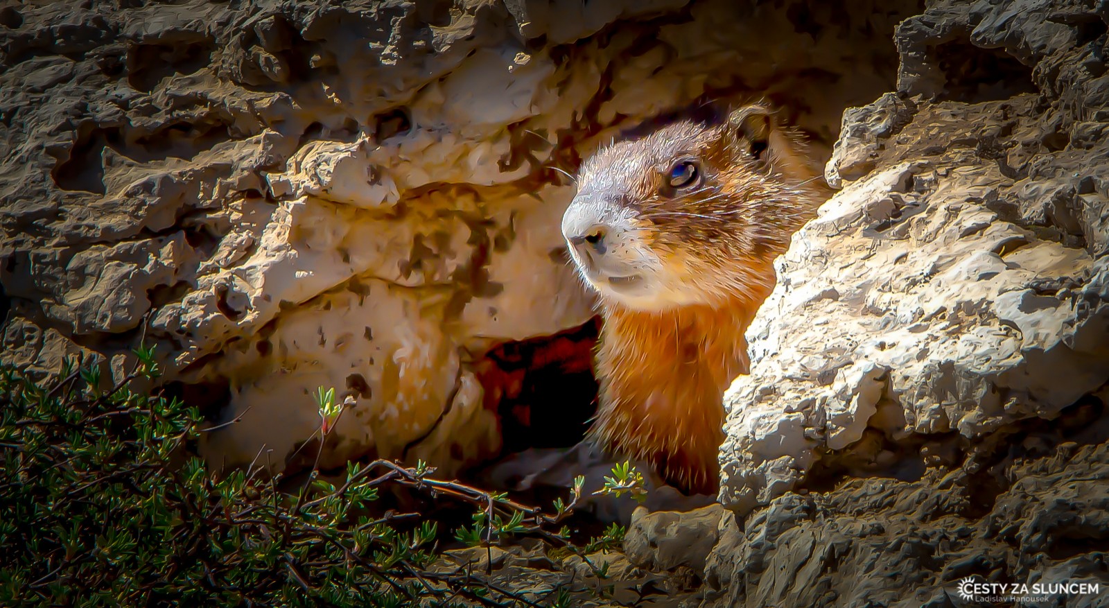 Nikde jinde jsem se nikdy nesetkal s tak početnými koloniemi bobrů žlutobřichých, jako u Medicine Wheel - Ladislav Hanousek, Devils Tower