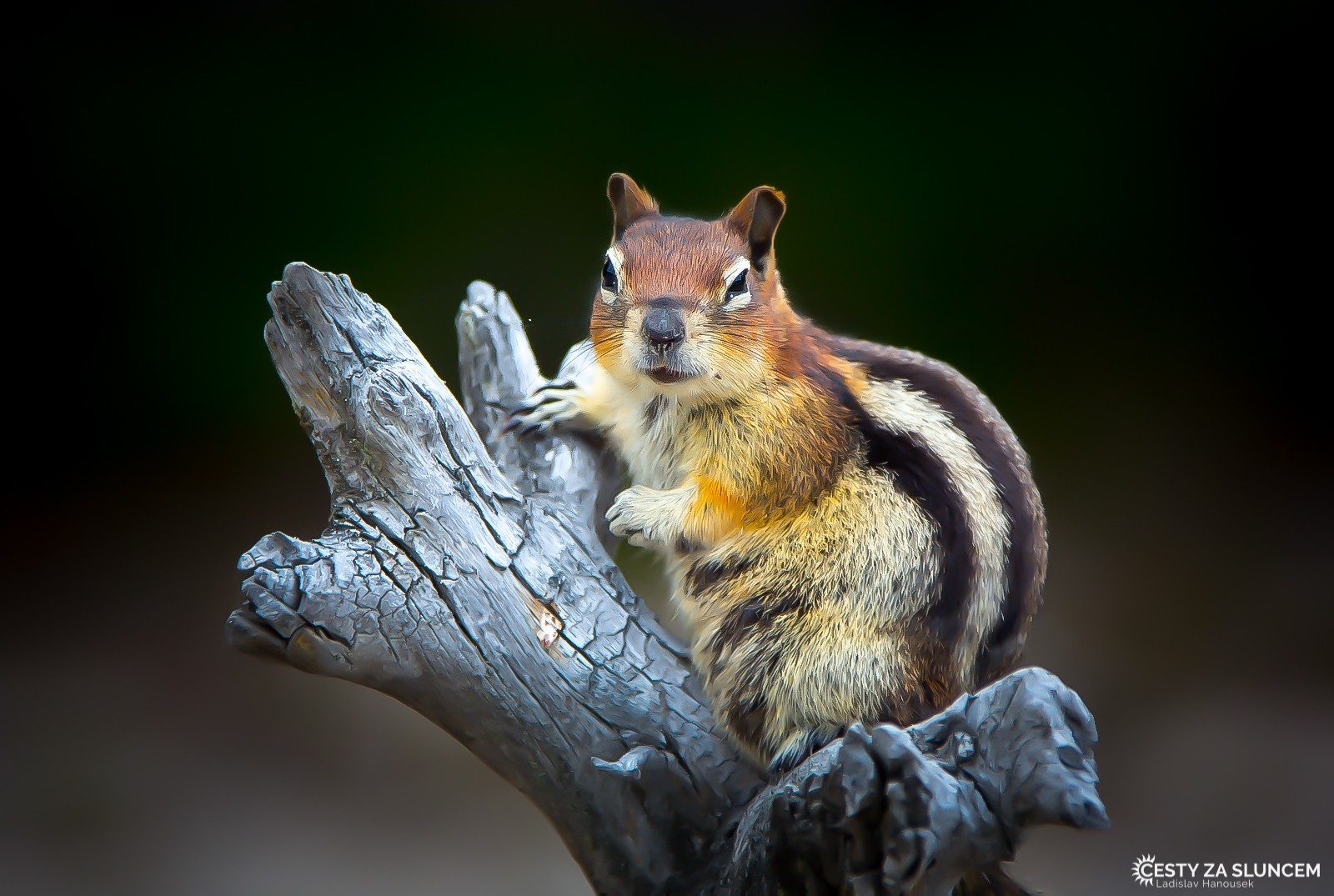Čipmank je neposedný, milý hlodavec, kterého potkáváme ve většině národních parků v USA - Ladislav Hanousek, Yellowstone NP