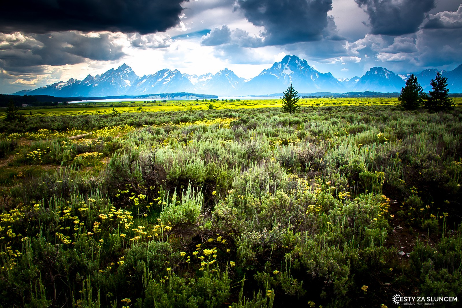 NP Grand Teton sousedí s NP Yellowstone, přesto má zcela jiný charakter. Na loukách pod horami kvete divoký pelyněk - Ladislav Hanousek, Grand Teton