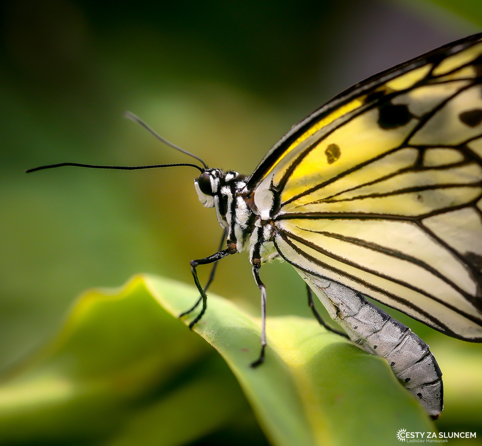 Motýlí dům Jonsdorf (Německo) - Ladislav Hanousek, Motýli