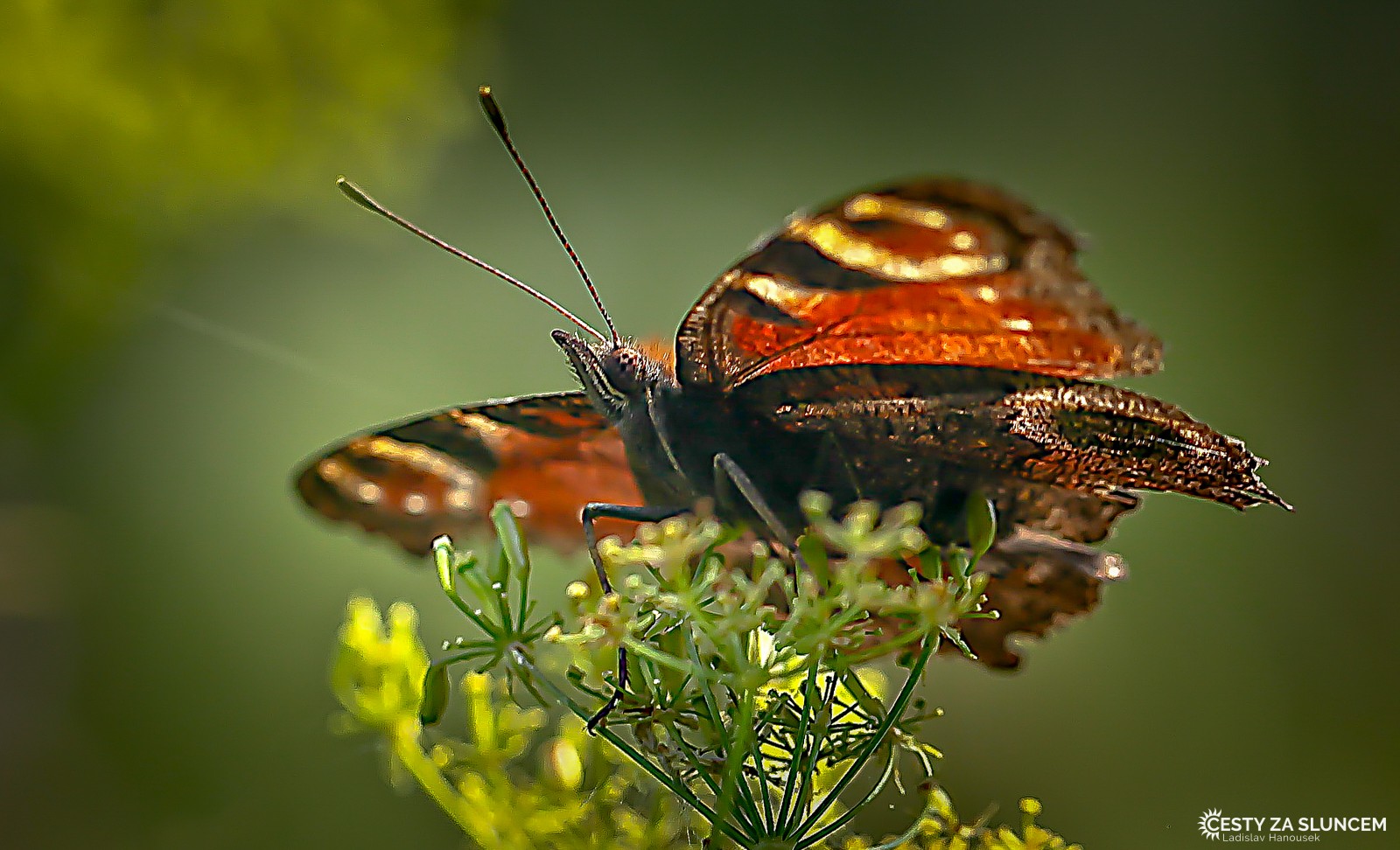Česká republika - Pálava - Ladislav Hanousek, Motýli