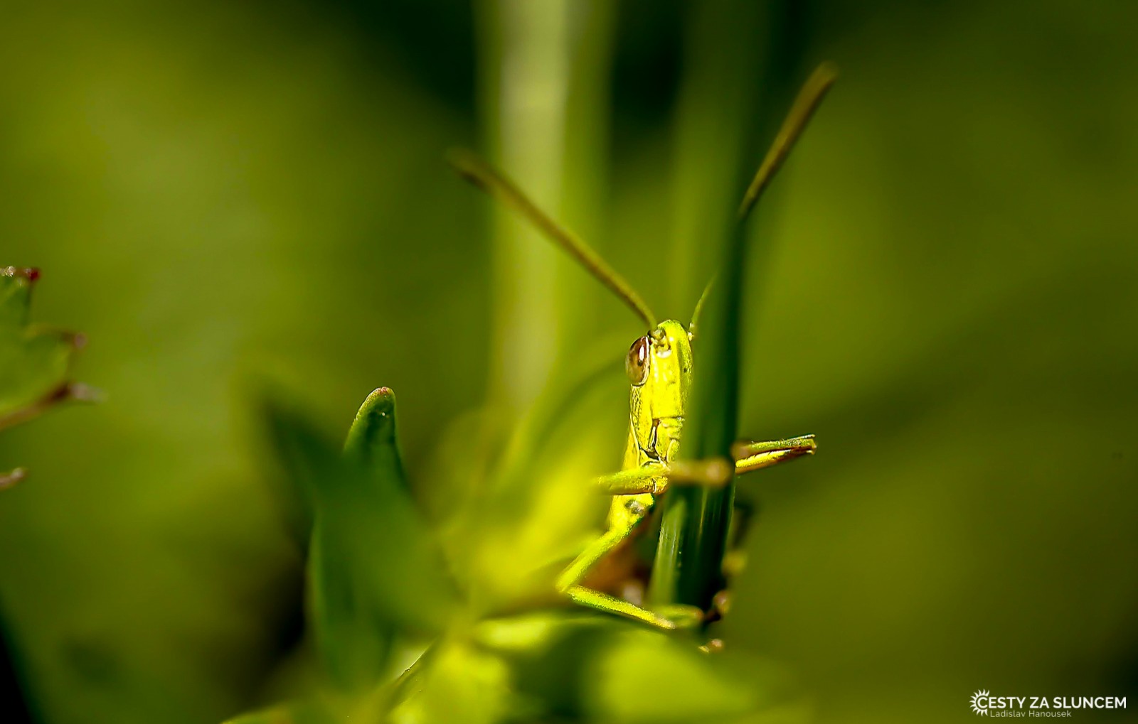 Ostatní makro - Ladislav Hanousek, Ostatní makro