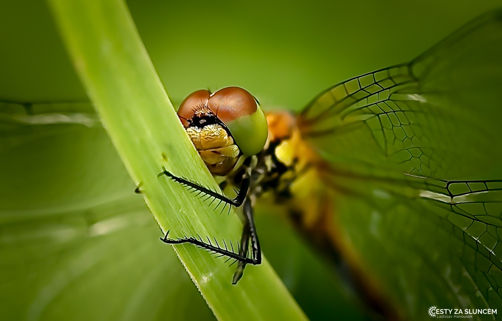 Ostatní makro - Ladislav Hanousek, Ostatní makro