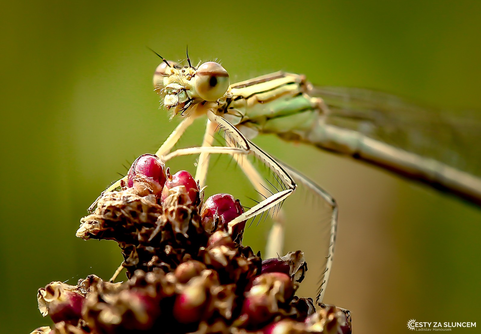 Ostatní makro - Ladislav Hanousek, Ostatní makro
