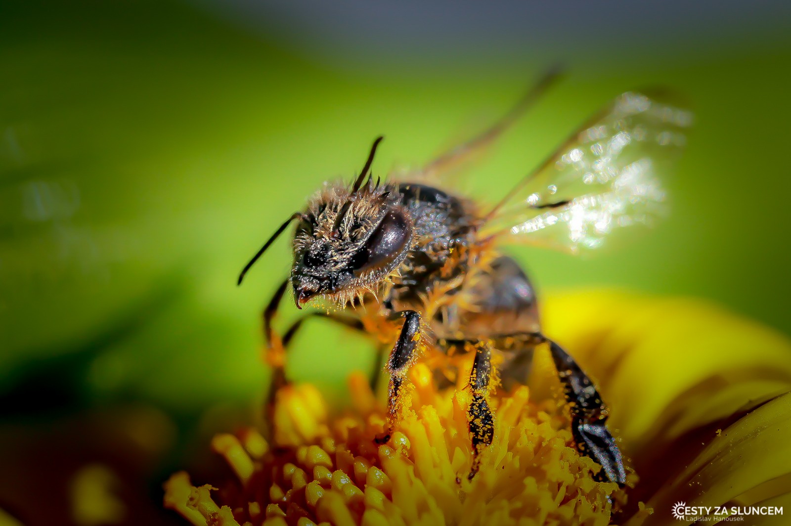 Ostatní makro - Ladislav Hanousek, Ostatní makro