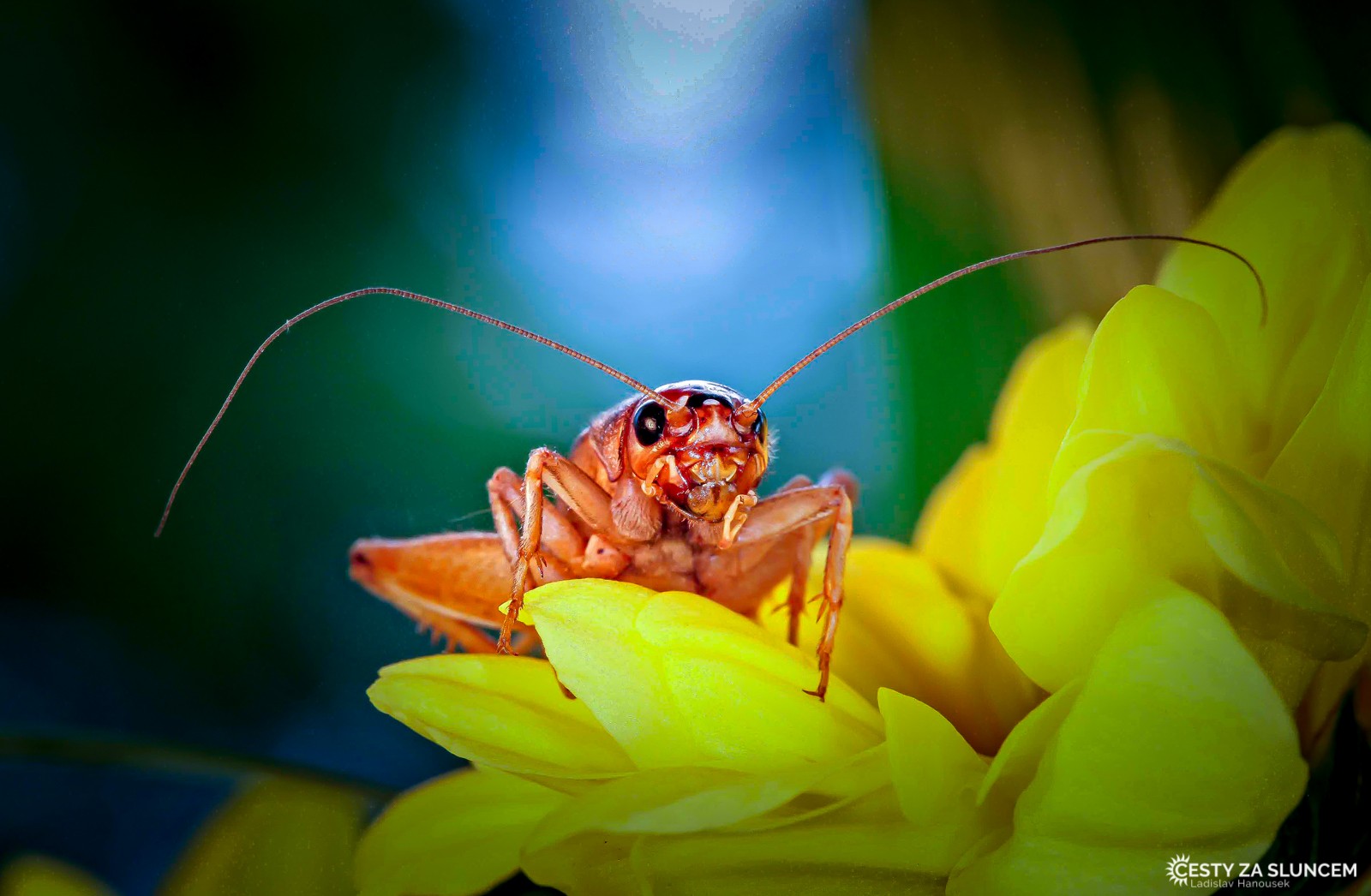 Ostatní makro - Ladislav Hanousek, Ostatní makro