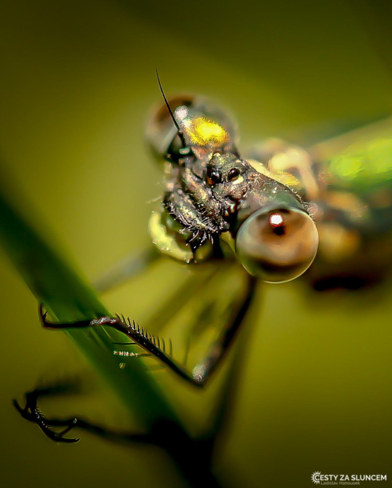 Ostatní makro - Ladislav Hanousek, Ostatní makro