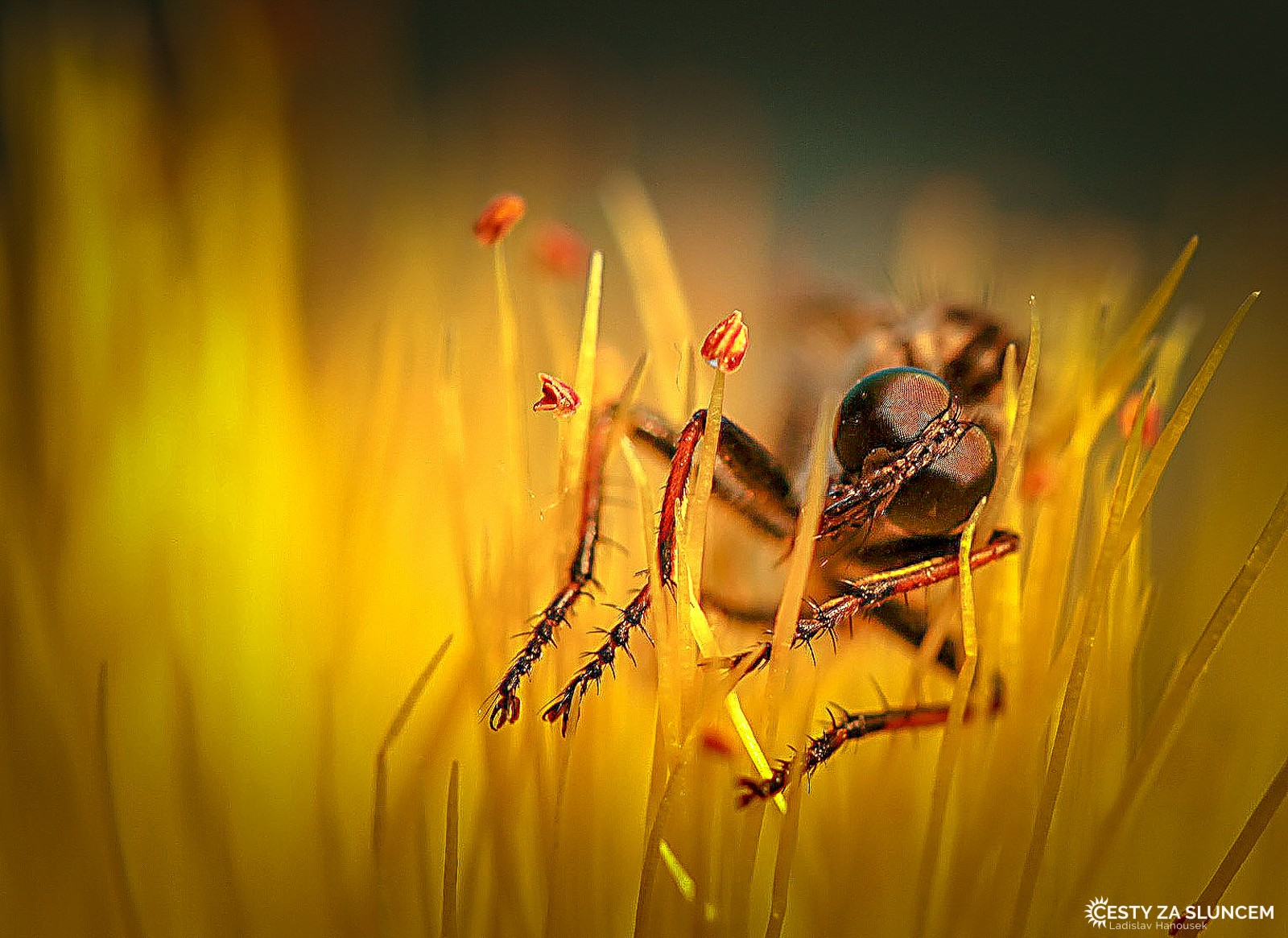 Ostatní makro - Ladislav Hanousek, Ostatní makro
