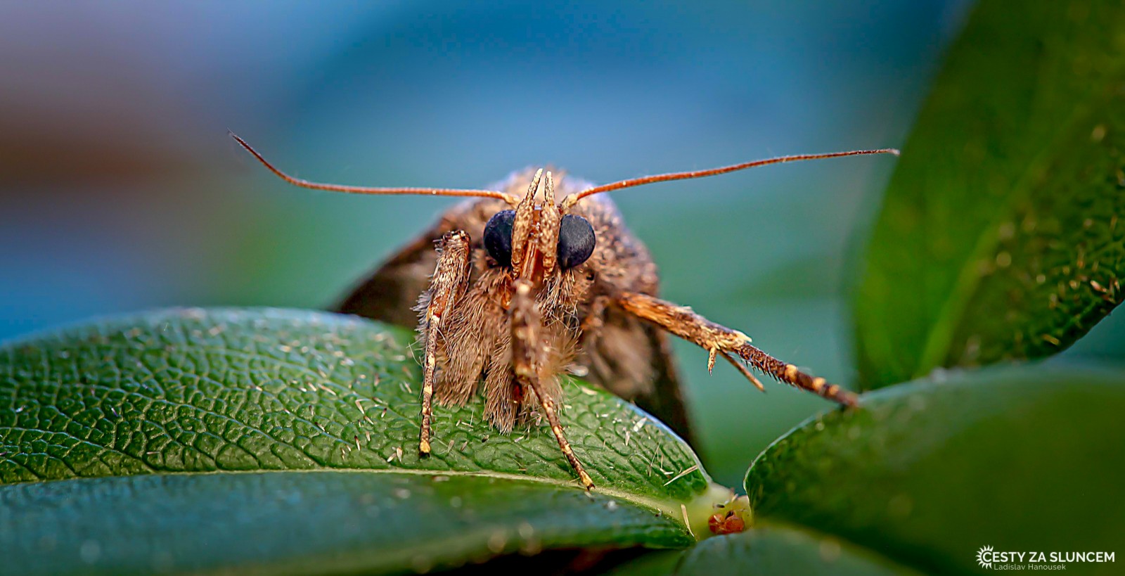 Česká republika - Královéhradecko - Ladislav Hanousek, Motýli