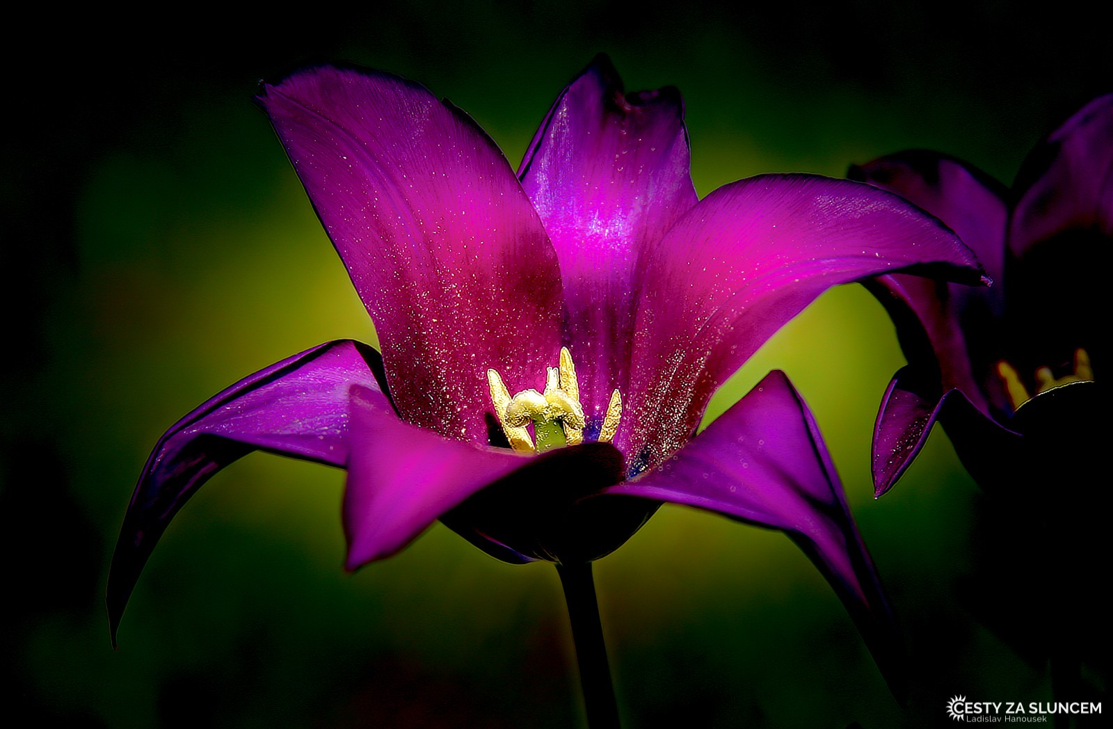 Čechy - Ladislav Hanousek, Flora