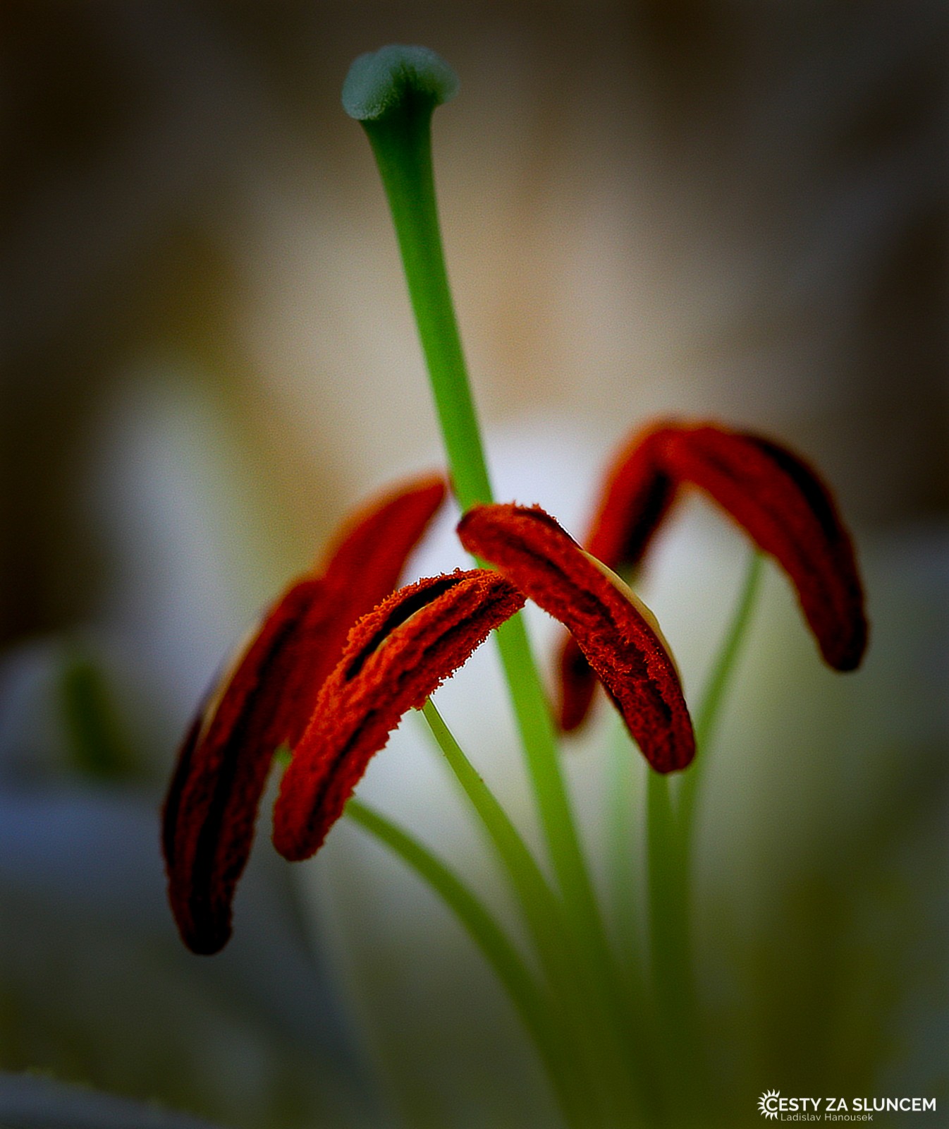 Čechy - Ladislav Hanousek, Flora