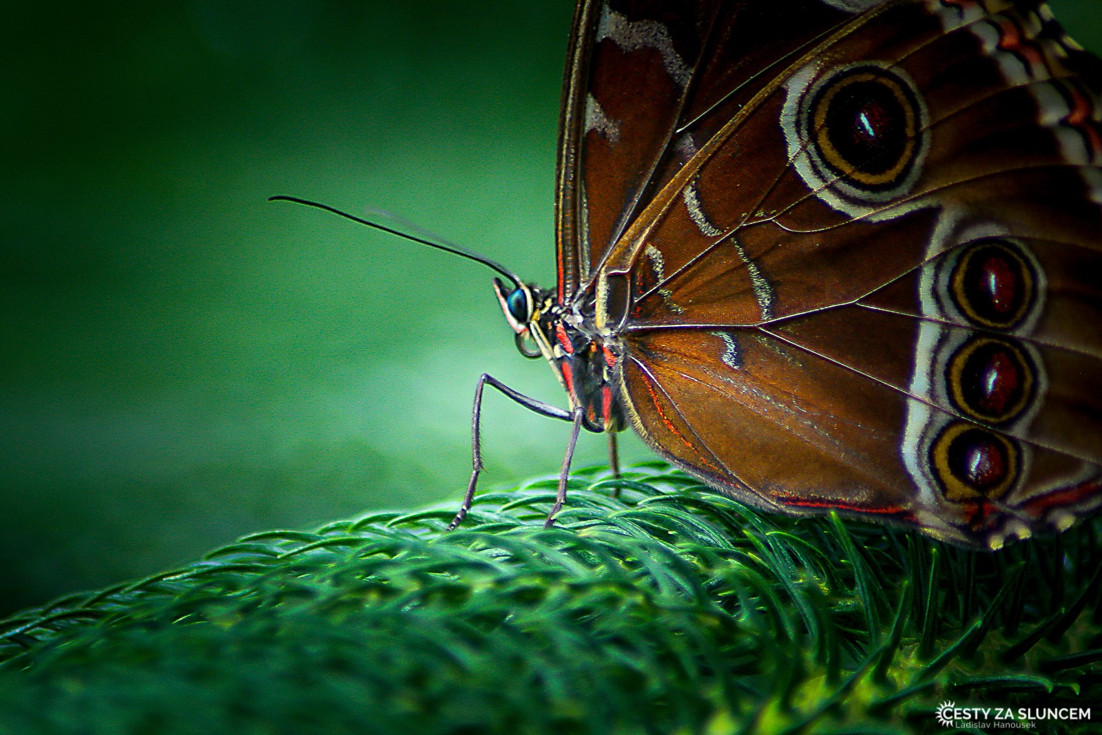 Česká republika - Praha - Fata Morgana - Ladislav Hanousek, Motýli