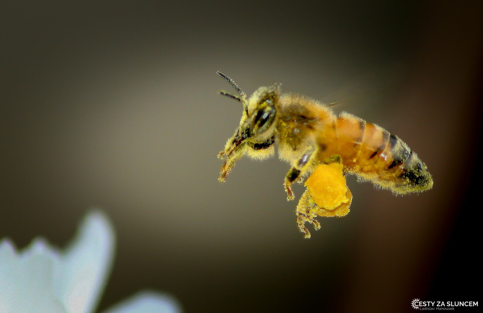Ostatní makro - Ladislav Hanousek, Ostatní makro