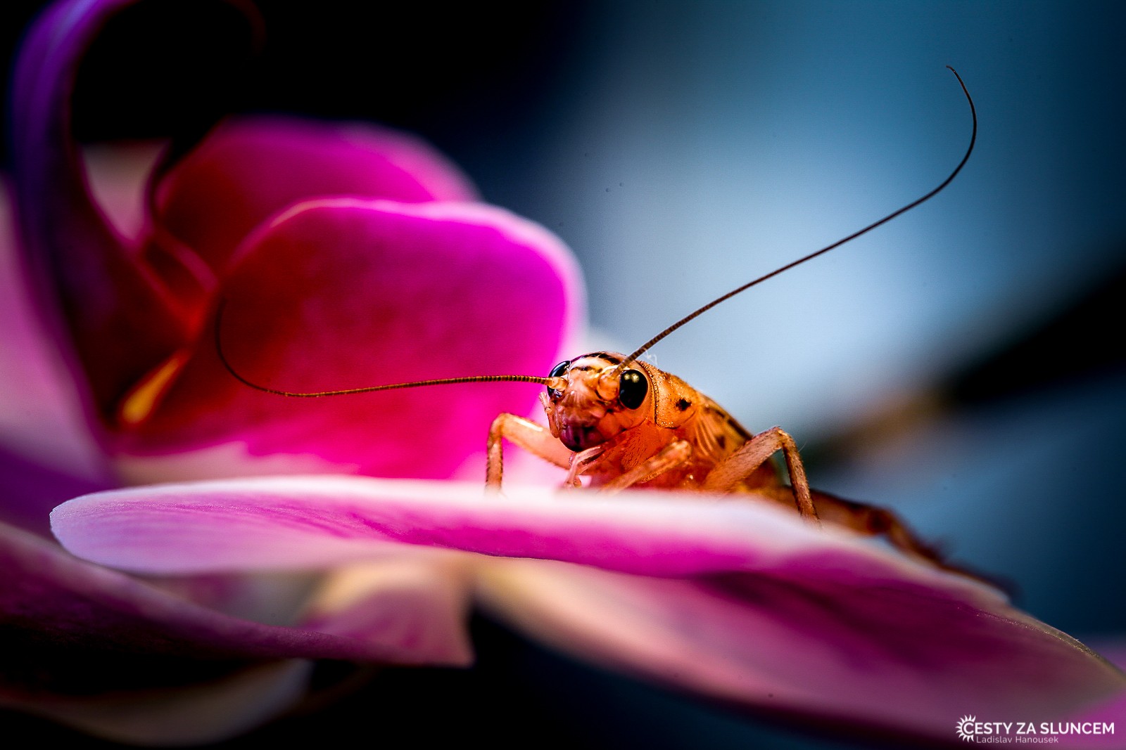Ostatní makro - Ladislav Hanousek, Ostatní makro