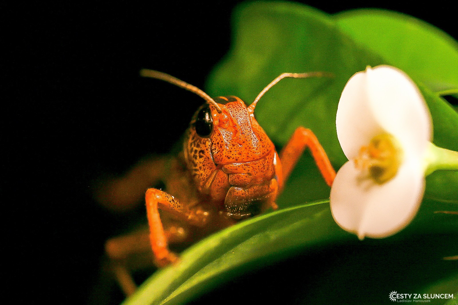 Ostatní makro - Ladislav Hanousek, Ostatní makro