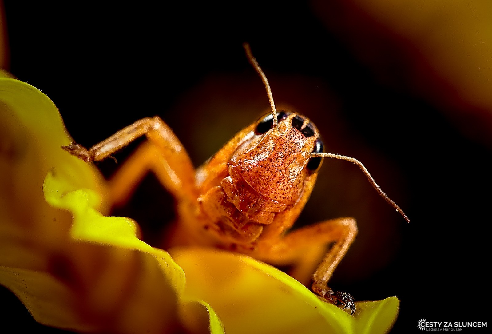 Ostatní makro - Ladislav Hanousek, Ostatní makro