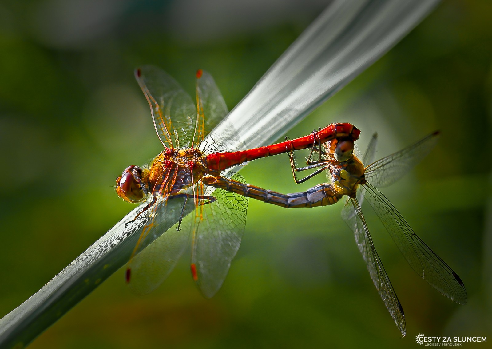Ostatní makro - Ladislav Hanousek, Ostatní makro