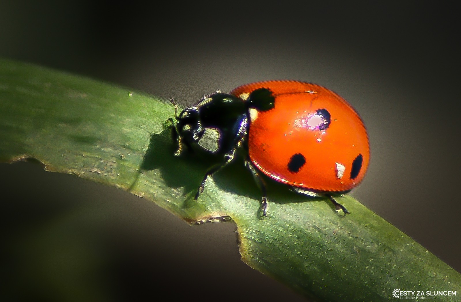 Ostatní makro - Ladislav Hanousek, Ostatní makro
