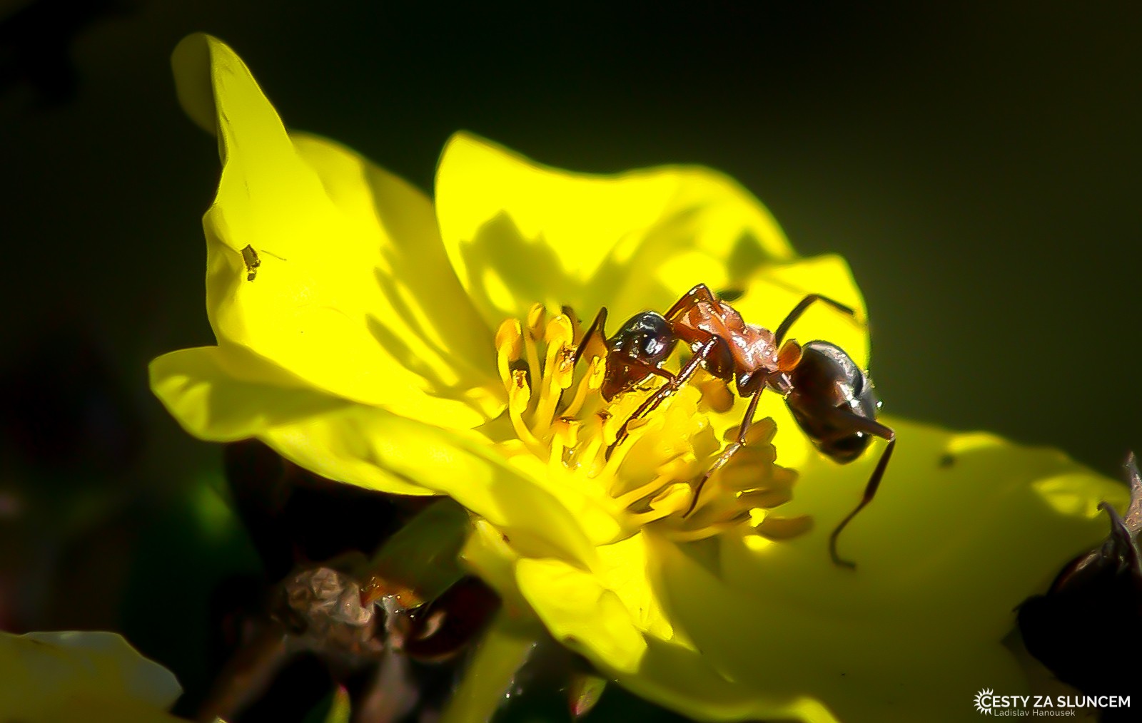 Ostatní makro - Ladislav Hanousek, Ostatní makro