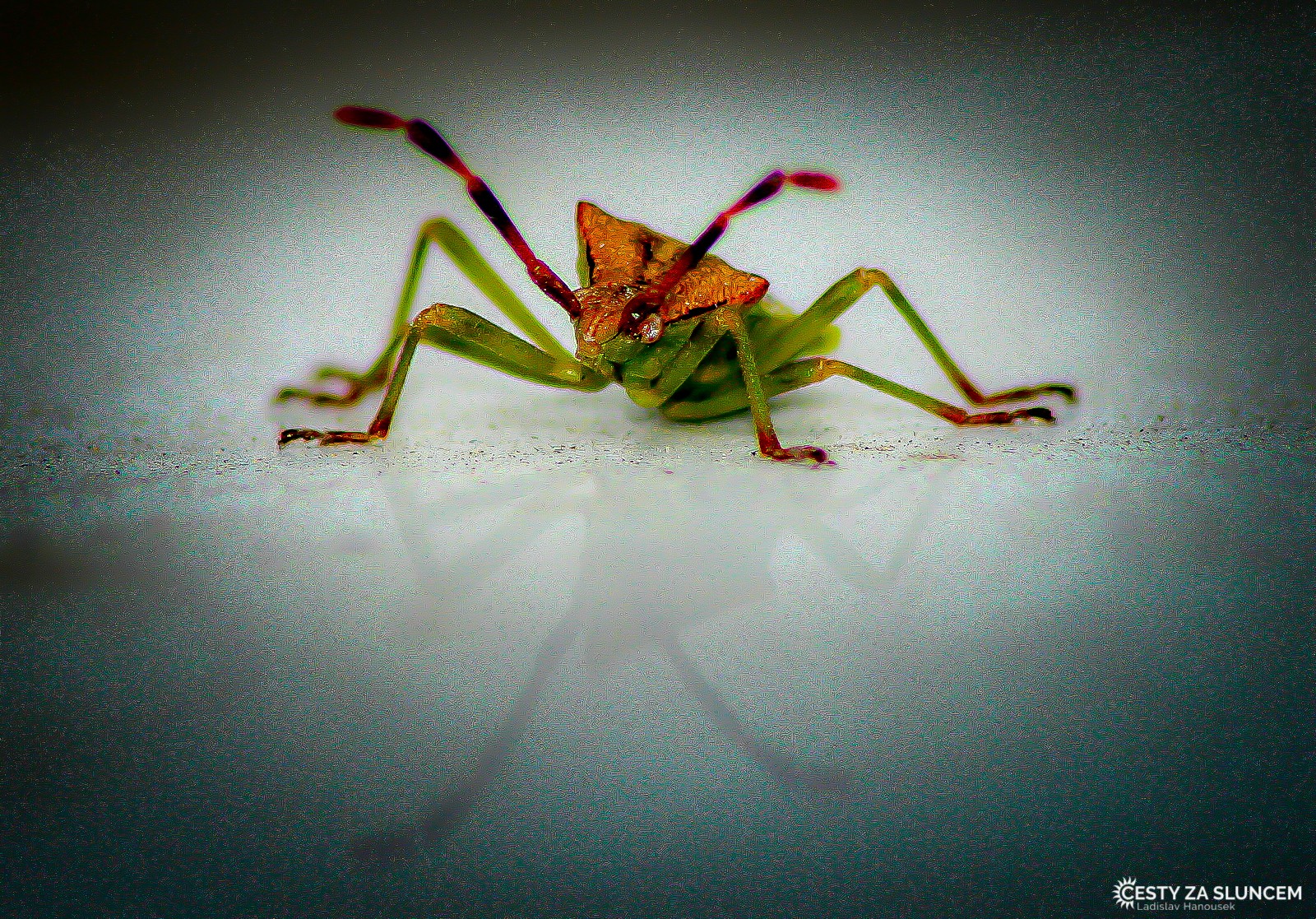 Ostatní makro - Ladislav Hanousek, Ostatní makro