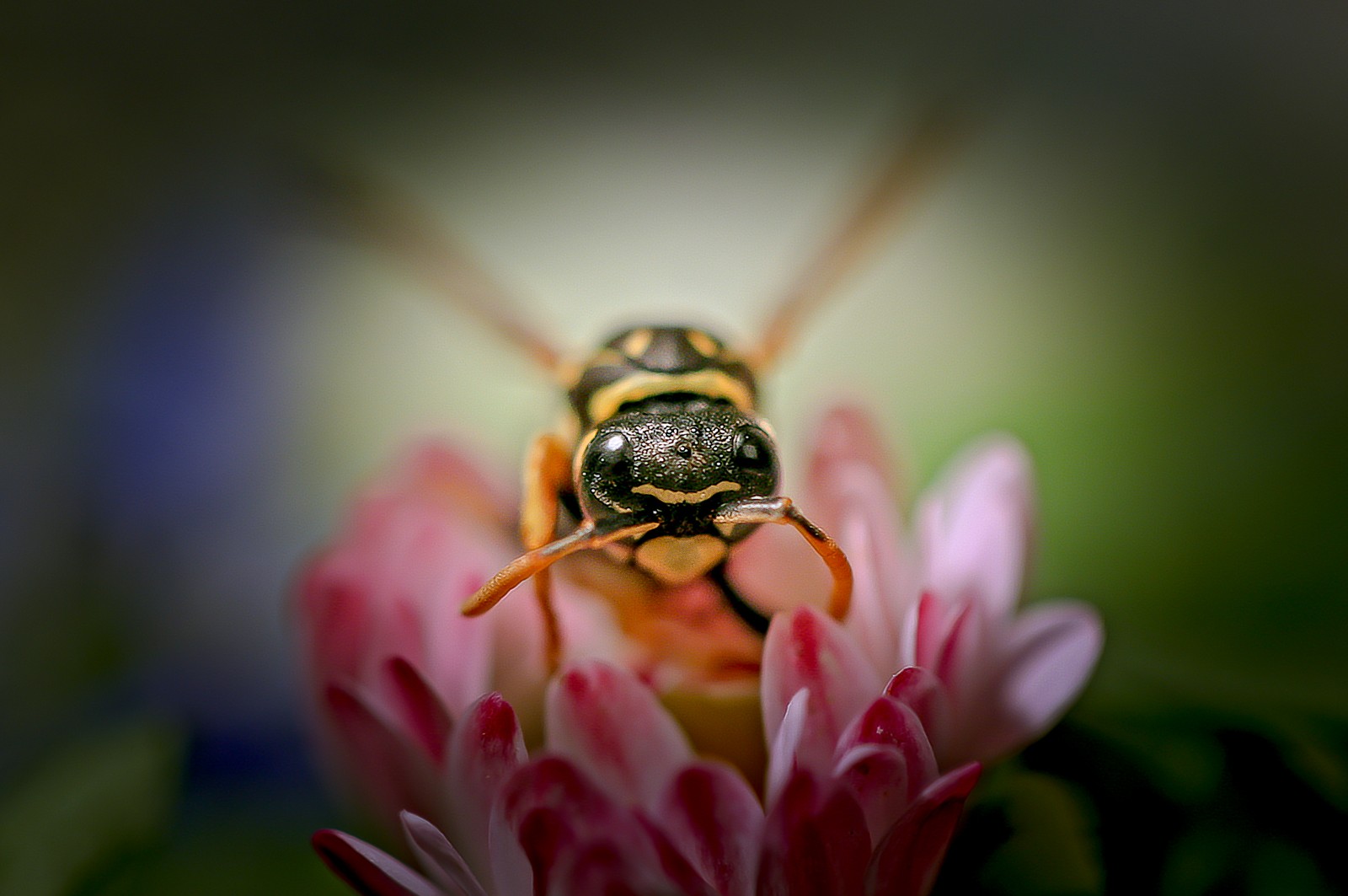 Ostatní makro - Ladislav Hanousek, Ostatní makro