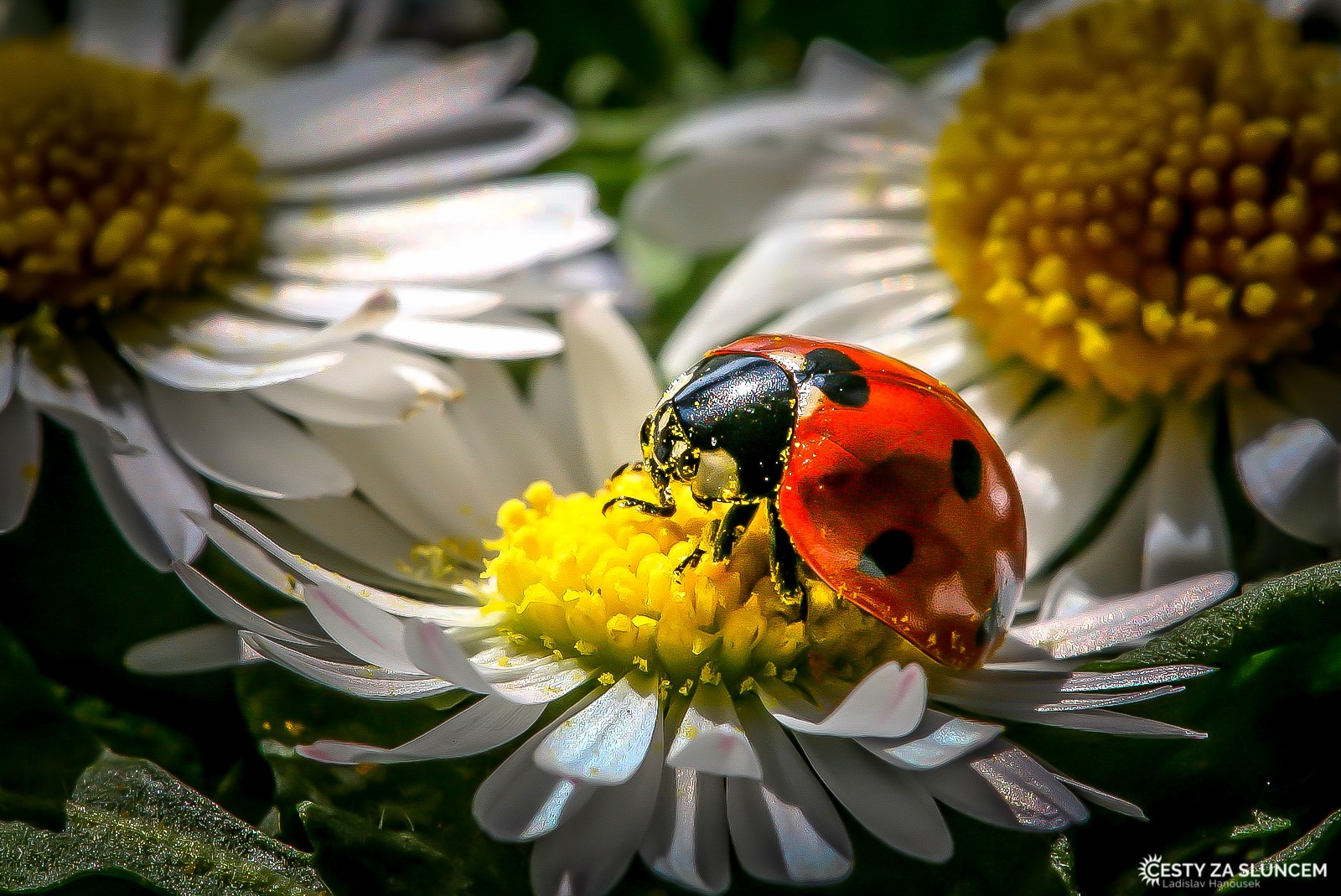 Ostatní makro - Ladislav Hanousek, Ostatní makro