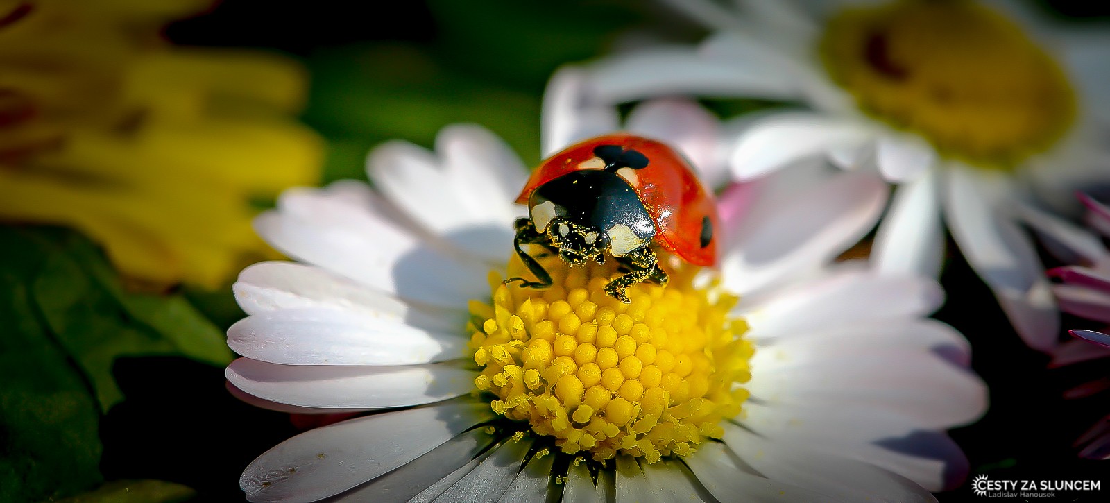 Ostatní makro - Ladislav Hanousek, Ostatní makro