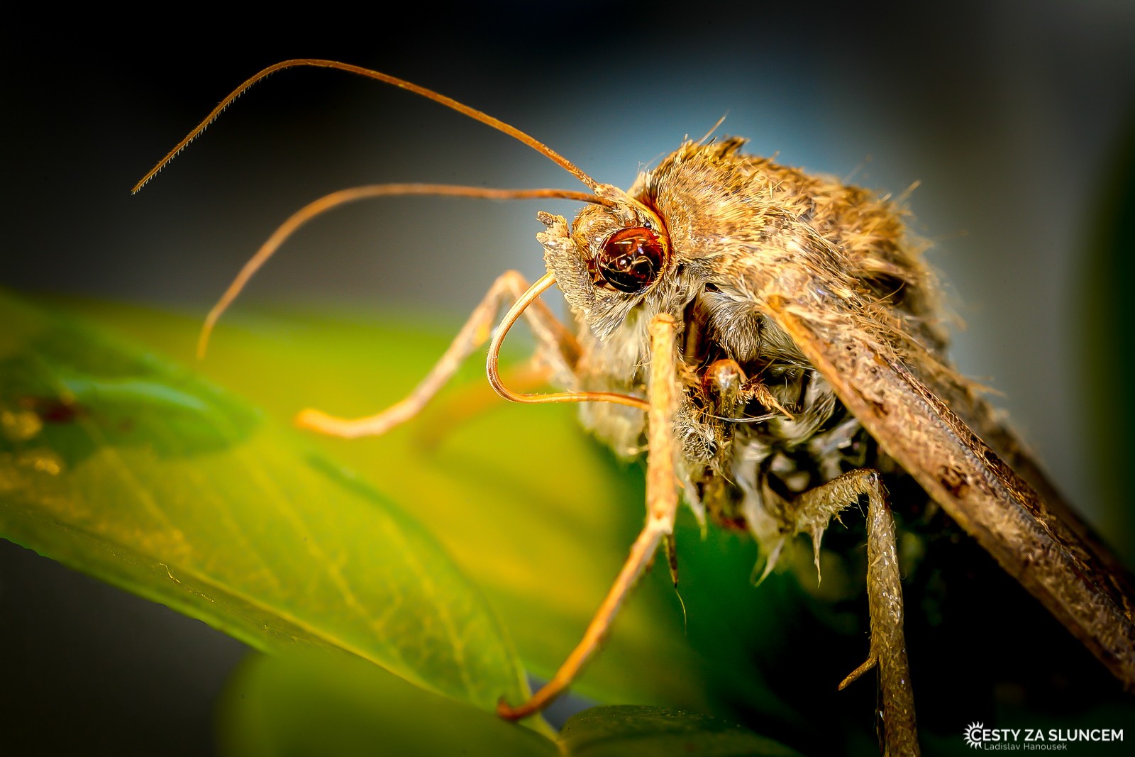 Česká republika - Královéhradecko - Ladislav Hanousek, Motýli