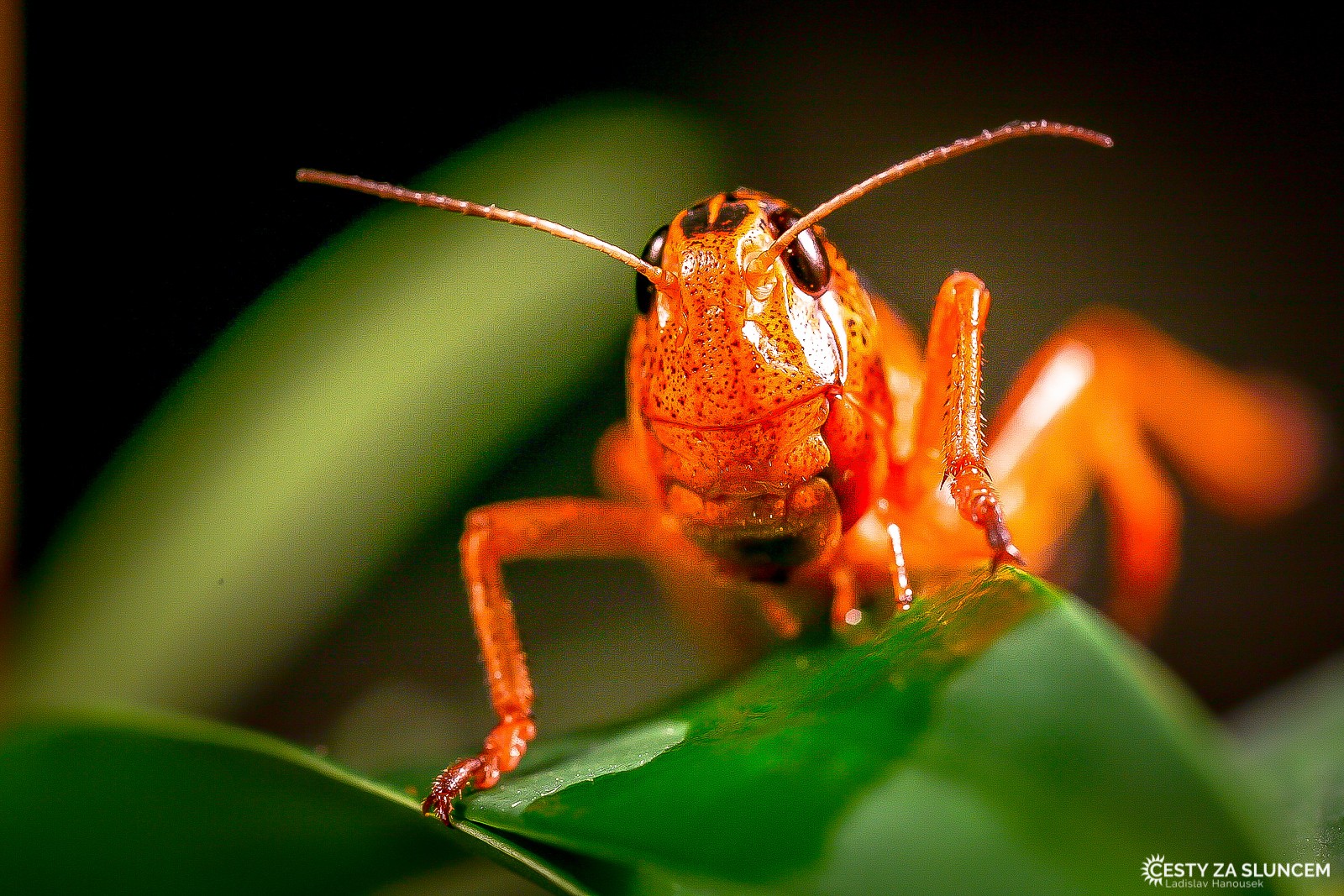 Ostatní makro - Ladislav Hanousek, Ostatní makro