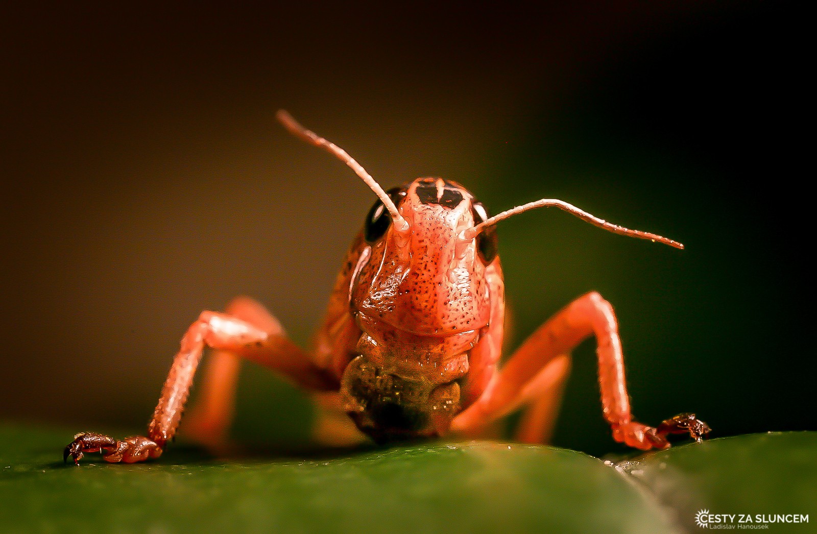 Ostatní makro - Ladislav Hanousek, Ostatní makro