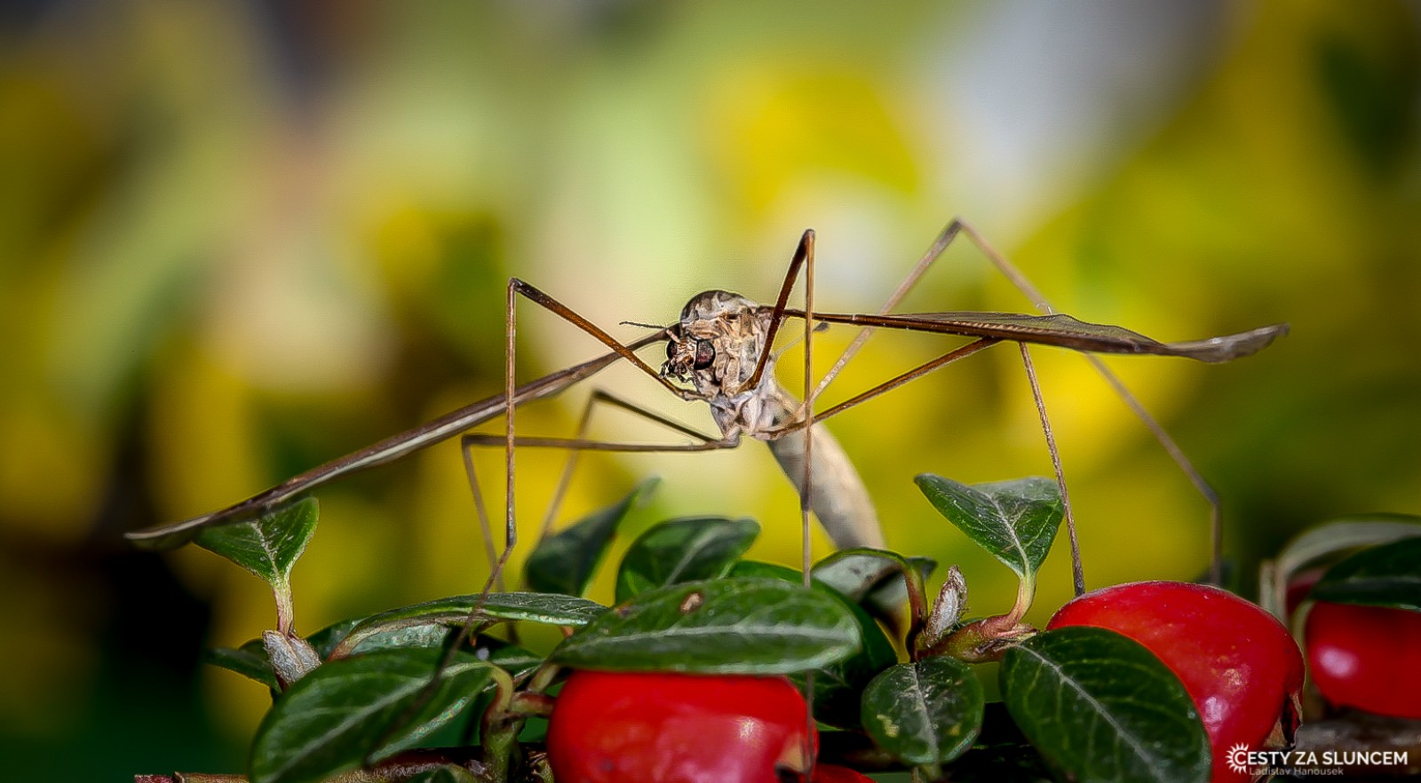 Ostatní makro - Ladislav Hanousek, Ostatní makro