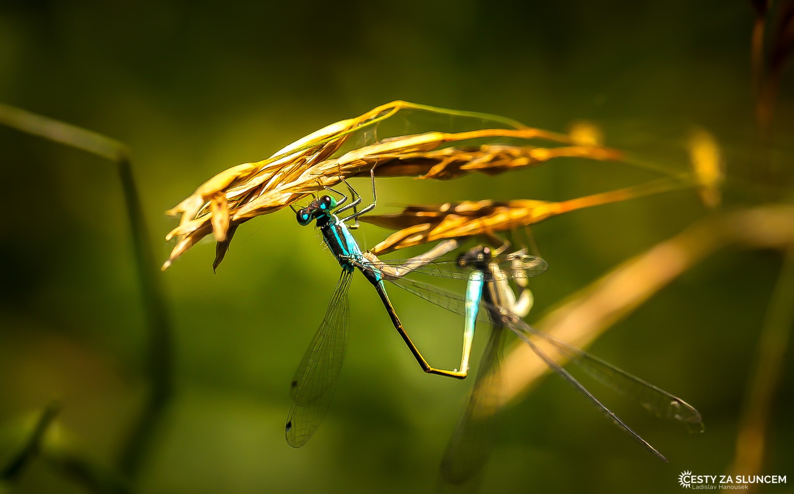 Ostatní makro - Ladislav Hanousek, Ostatní makro