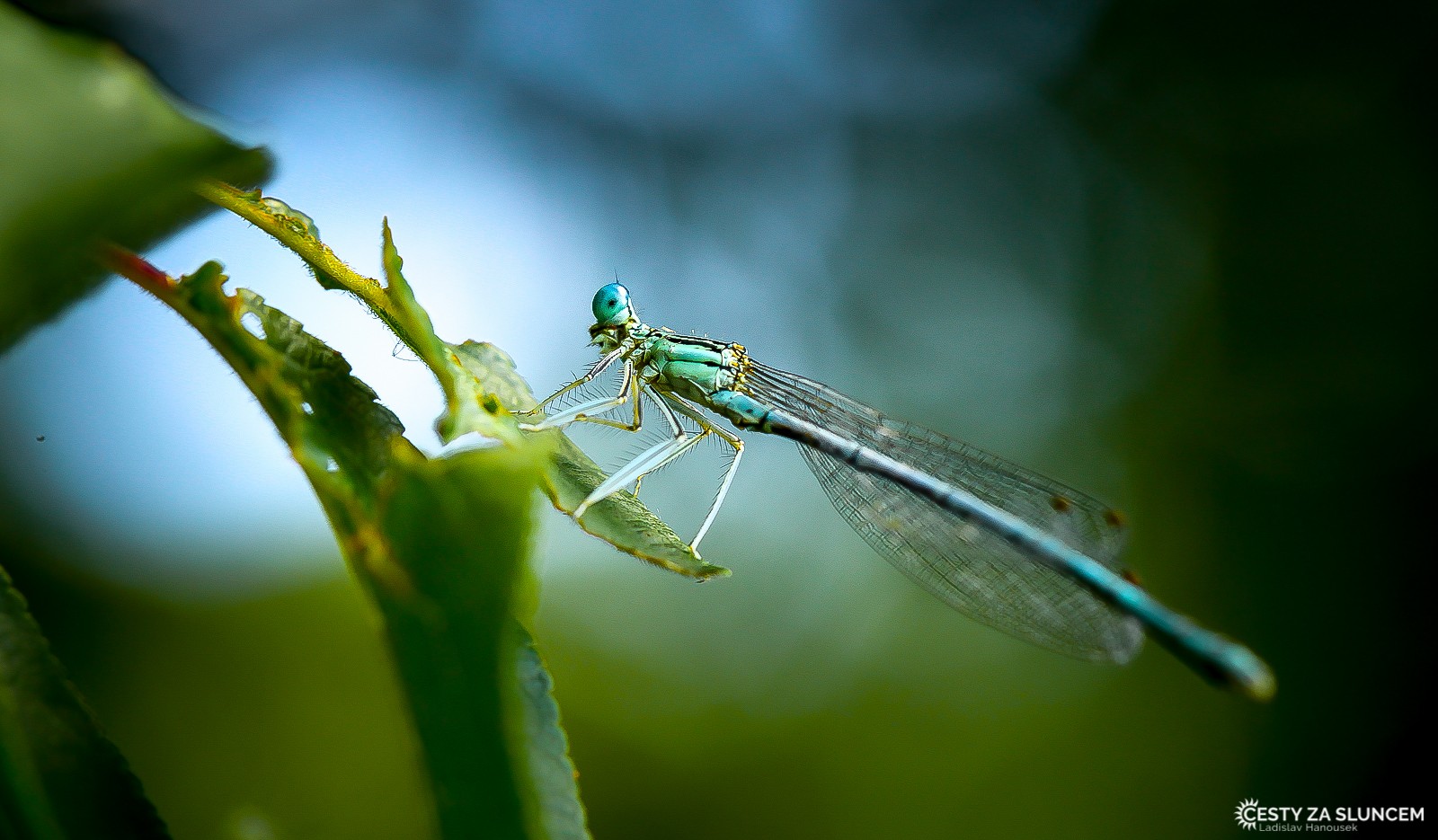 Ostatní makro - Ladislav Hanousek, Ostatní makro