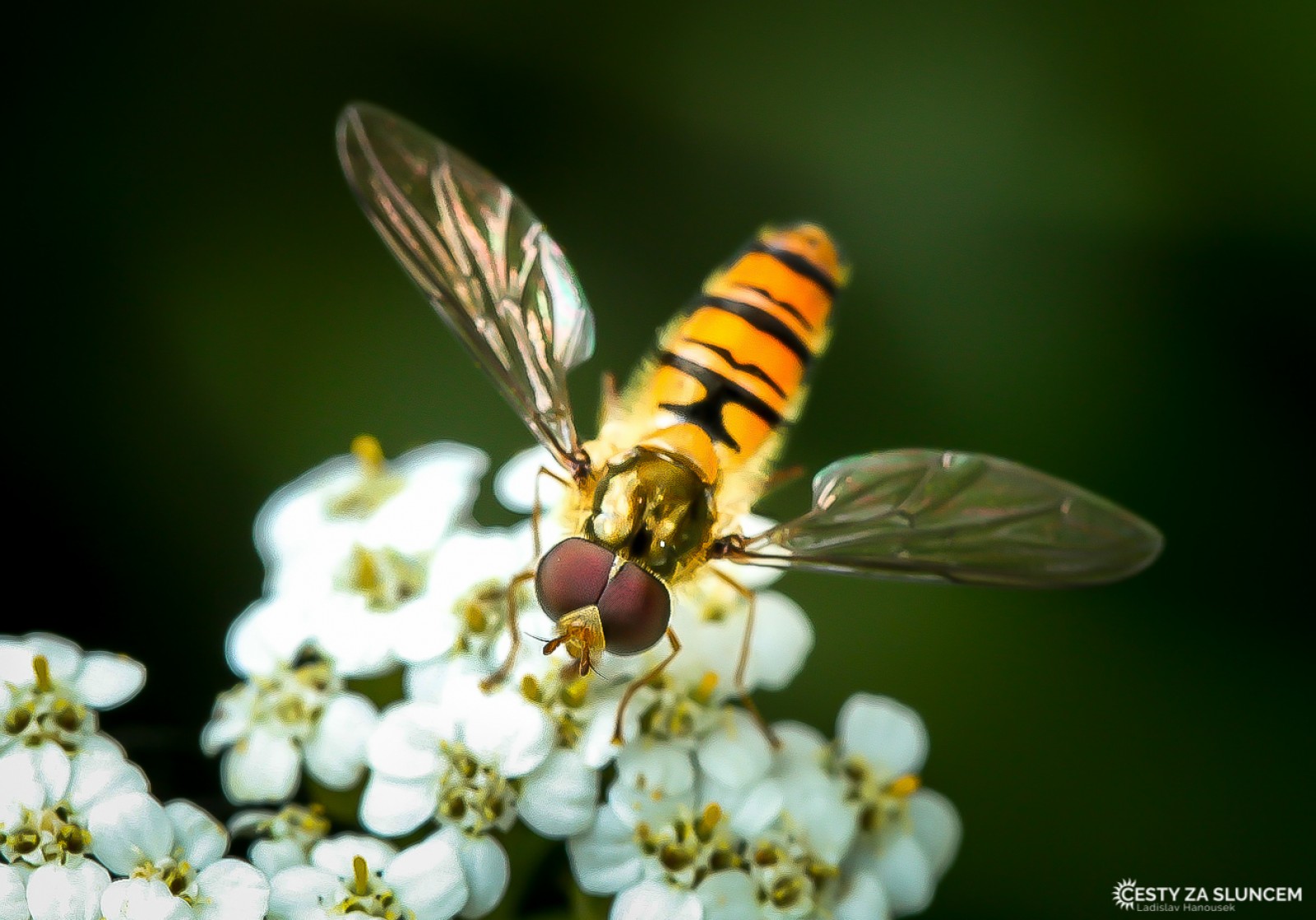 Ostatní makro - Ladislav Hanousek, Ostatní makro