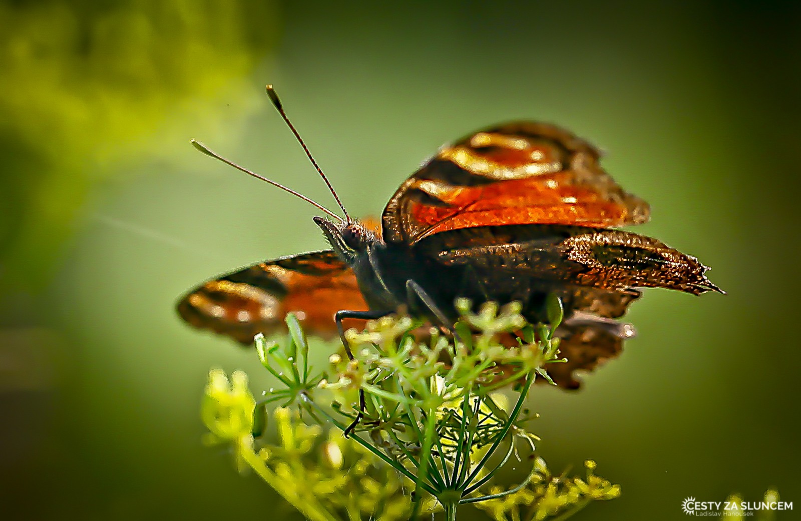 Česká republika - Královéhradecko - Ladislav Hanousek, Motýli