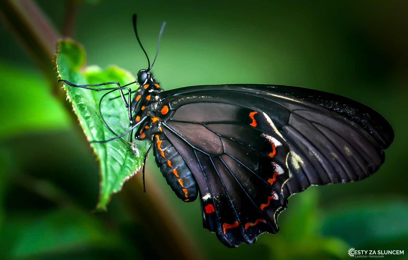 Česká republika - Praha - Fata Morgana - Ladislav Hanousek, Motýli