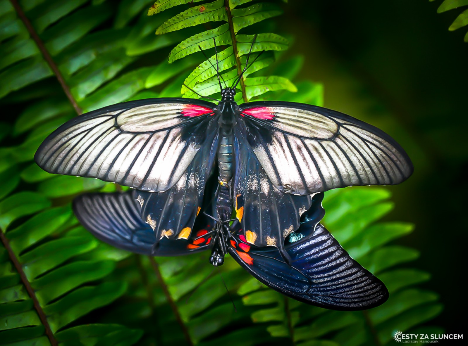 Česká republika - Praha - Fata Morgana - Ladislav Hanousek, Motýli